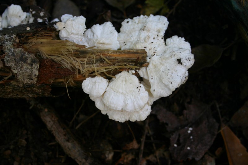 da determinare1 (Trametes pubescens)